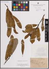 Foto von Salix caprea L.